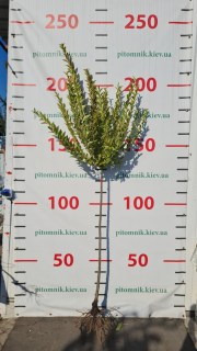 Реальне фото саджанця штамб, 1,2м, відкрита коренева система