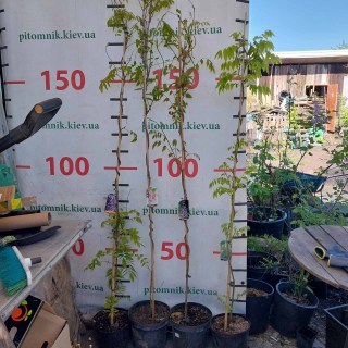 IMG-71e09e7c657d9dea7bcce82c5a159394-V44