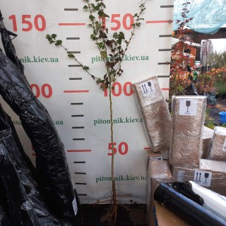 IMG-720c817ca1fc3d352dca0adf7077eaef-V81