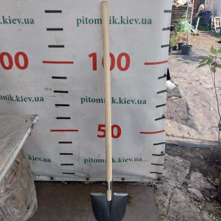 IMG-723961fca74a7e63f62240be827f18bb-V