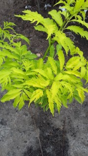 IMG-72b33826106ee5864d7a7717c9a9a124-V13