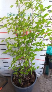 Реальне фото саджанця 130см, контейнер