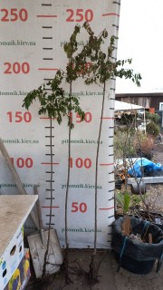 IMG-740e7a0b015709612b539fac6e4464dd-V85