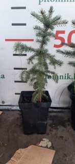 IMG-7785e743a59f41cc25c681e574fda2ce-V