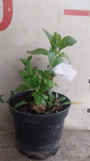 Реальне фото саджанця гортензії контейнер 1,5л