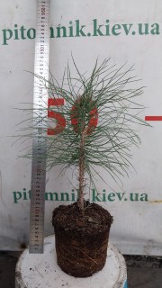 IMG-7b893acc01bfb46d58398984f4d90f95-V