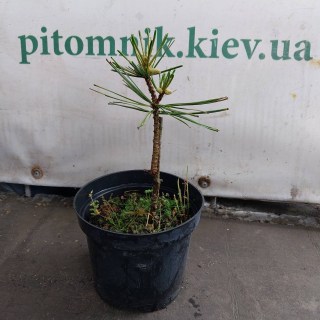 IMG-7bbd6e5020c3047f94db2224a152b330-V