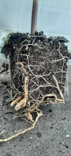 Коренева система пальми Вашингтонія, яка у продажі