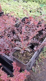 IMG-7cf11cfd3cd0e7322e69d68a0eb74828-V