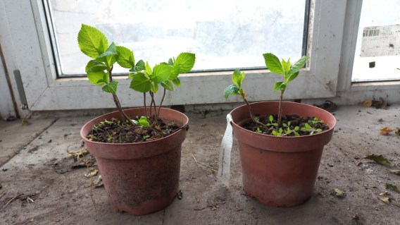 Реальні фото саджанція Хамелеон контейнер 1.5л.