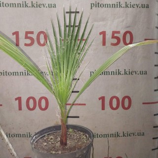 Реальні фото 4-річної пальми в контейнері