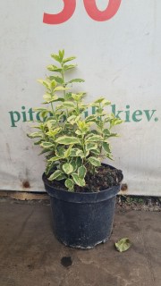 IMG-7e07f874f70bf55b408e3db62e6d7da6-V