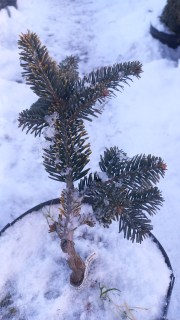 Реальне фото саджанця 3роки, контейнер 5л.