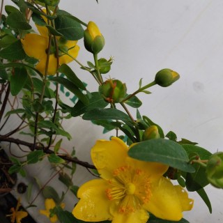 IMG-7e994d14a66feb9ec478723ecccba7ab-V