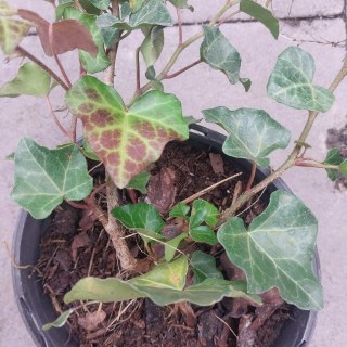 Реальні фото плюща контейнер С1, 60-80см