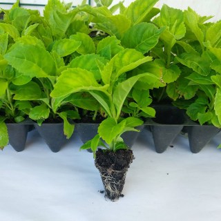 IMG-8016bd232ac10c13cbc50882389a1630-V