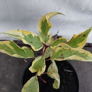 IMG-80ceb09df02eccdd0e1e1b9c42d86090-V