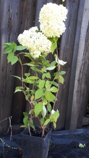 Гортензия метельчатая Полар Бир (Polar Bear)