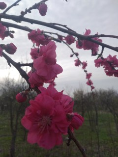 IMG-8426fafc67ef91d3c3a7acb5ba0edd5b-V39