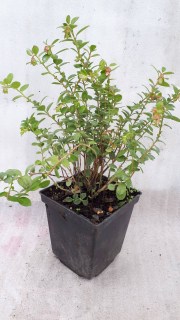 IMG-8565c93f877059cdc184fcd4ad158398-V53