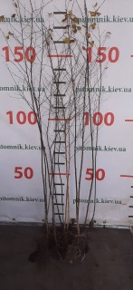 IMG-85890285a888c2bf934c1e8b46b32f28-V