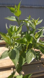 IMG-89103a2bbaf65c09b7fa075611e025b1-V