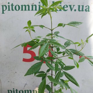 Реальні фото саджанців вітекса 40-50см, контейнер
