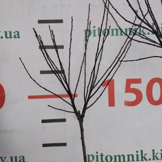 IMG-8a0b79efe016ee3856d63efc3b6801a5-V