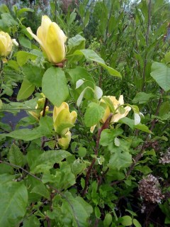 IMG-8a9698e024406f08365629ca5d9e1ece-V