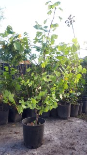 Реальне фото саджанця 7 років. 140см 10л. контейнер