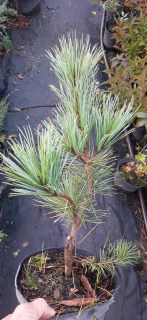 IMG-8b6df5a1796d28a2ee48f871f6e07de1-V