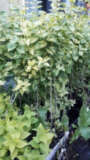 IMG-8b7fe2dfef9ccde388cf65b53858b85d-V