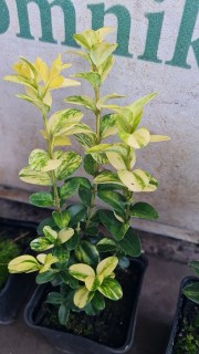 Реальні фото саджанців в контейнері 0,5л. самшита Ауреаваріегата