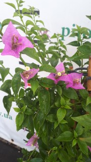 IMG-8f9f4113485a6f84cc5225941a1aee29-V