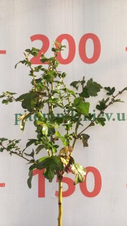 IMG-9043db76e3a194a25fb5237cd3d4878e-V