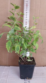 IMG-904d65097769d2b8bfcb5952c07530fc-V