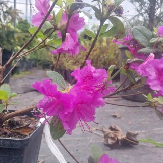 IMG-9158f1c8f751e2f72d4fbfeabb9ff182-V