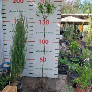 IMG-9263fb4672d7b0afabf9e147536d44f9-V