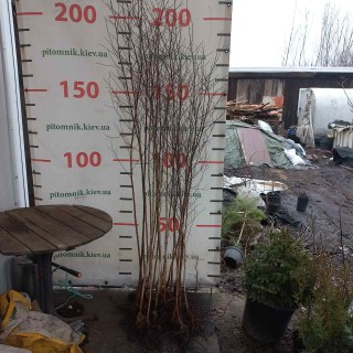 Саджанці береза 3 річної з відкритим коренем