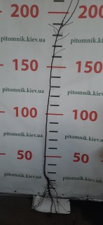 IMG-92ab51bb1d4ac0c1ed038bef9df36052-V