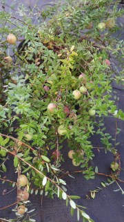 IMG-92e870cd16e8c5ccc28c9050d096e5da-V11