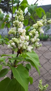 IMG-93ab9e62bd99ad517a9273c0c0b264d8-V