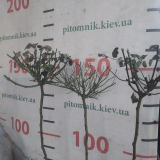 IMG-941635611a9326e04e4cc86bf7b8bce2-V25