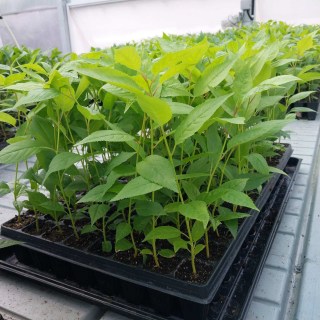 IMG-95ac553b5e93722f595cf9869ab7fe82-V