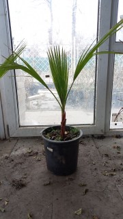 Реальне фото 5 річної пальми Вашингтонія у контейнері