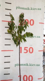 IMG-96d4781ffa08dbd71ad49aa6e3f1923c-V39