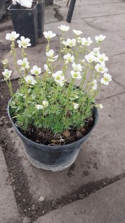 Реальне фото саджанця Ломикамінь Арендса білий