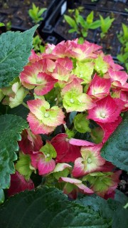 IMG-99107a2f9e13549f3671122b48b66ad0-V