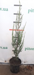 IMG-99fd9eef68764af218eea590981f3d65-V