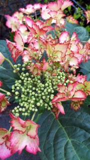 IMG-9aa3dd1e384676d40ad7a63495e31c33-V